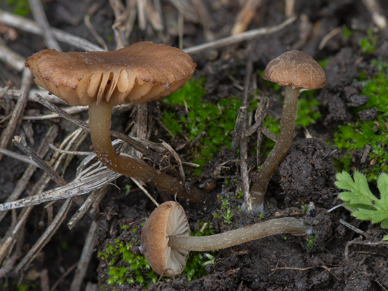 Simocybe filopes